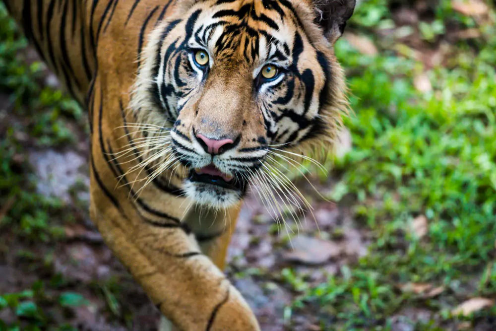 Corbett Tiger Reserve Issues