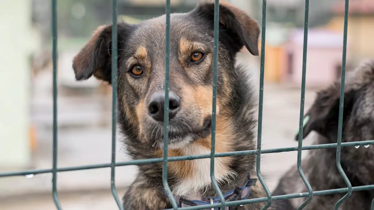 Supreme Court Stray Dog Order