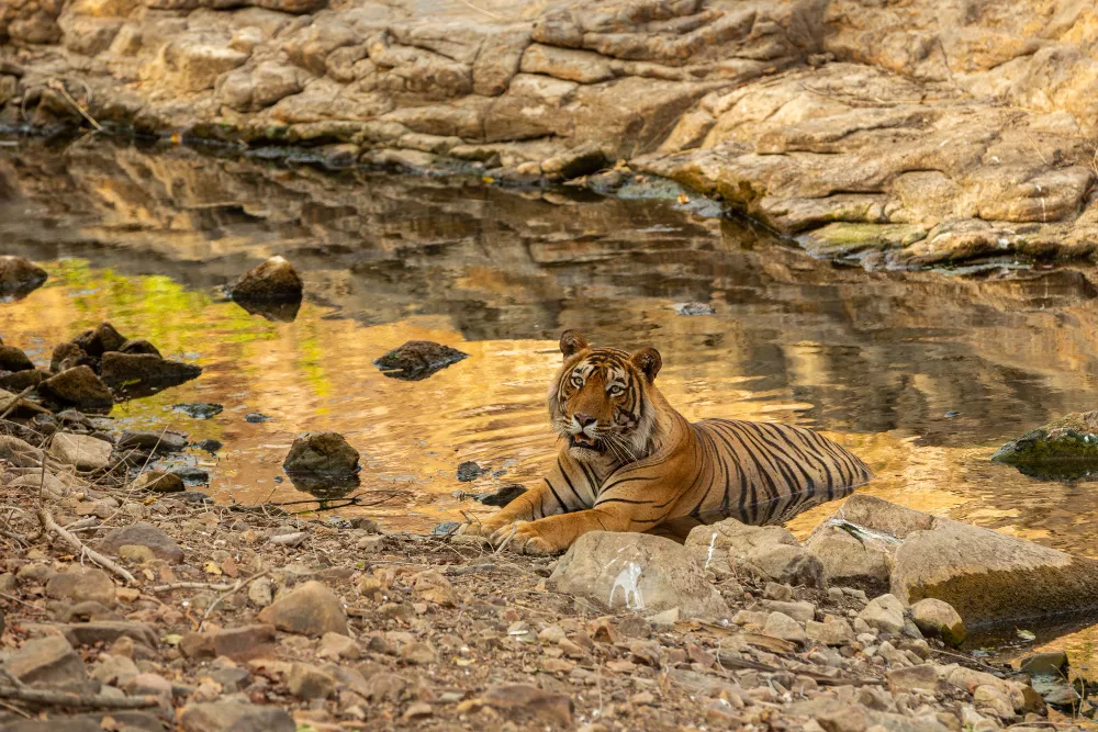 Goa Tiger Reserve