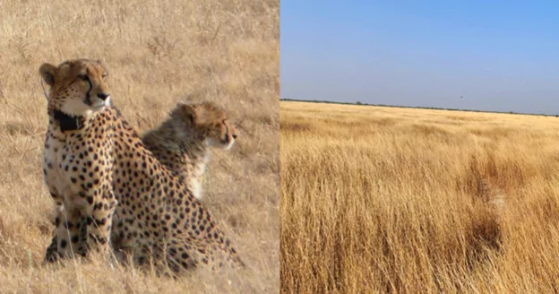 Project Cheetah and the Shift from Kuno to Banni Grasslands