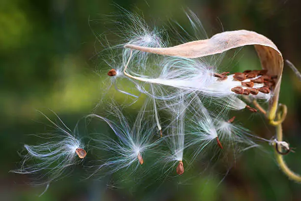 Rise in Milkweed Fiber Use