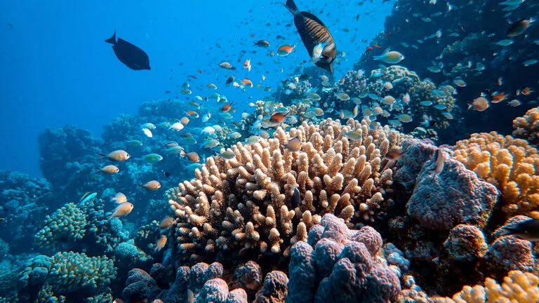 Coral Bleaching & Marine Heatwaves