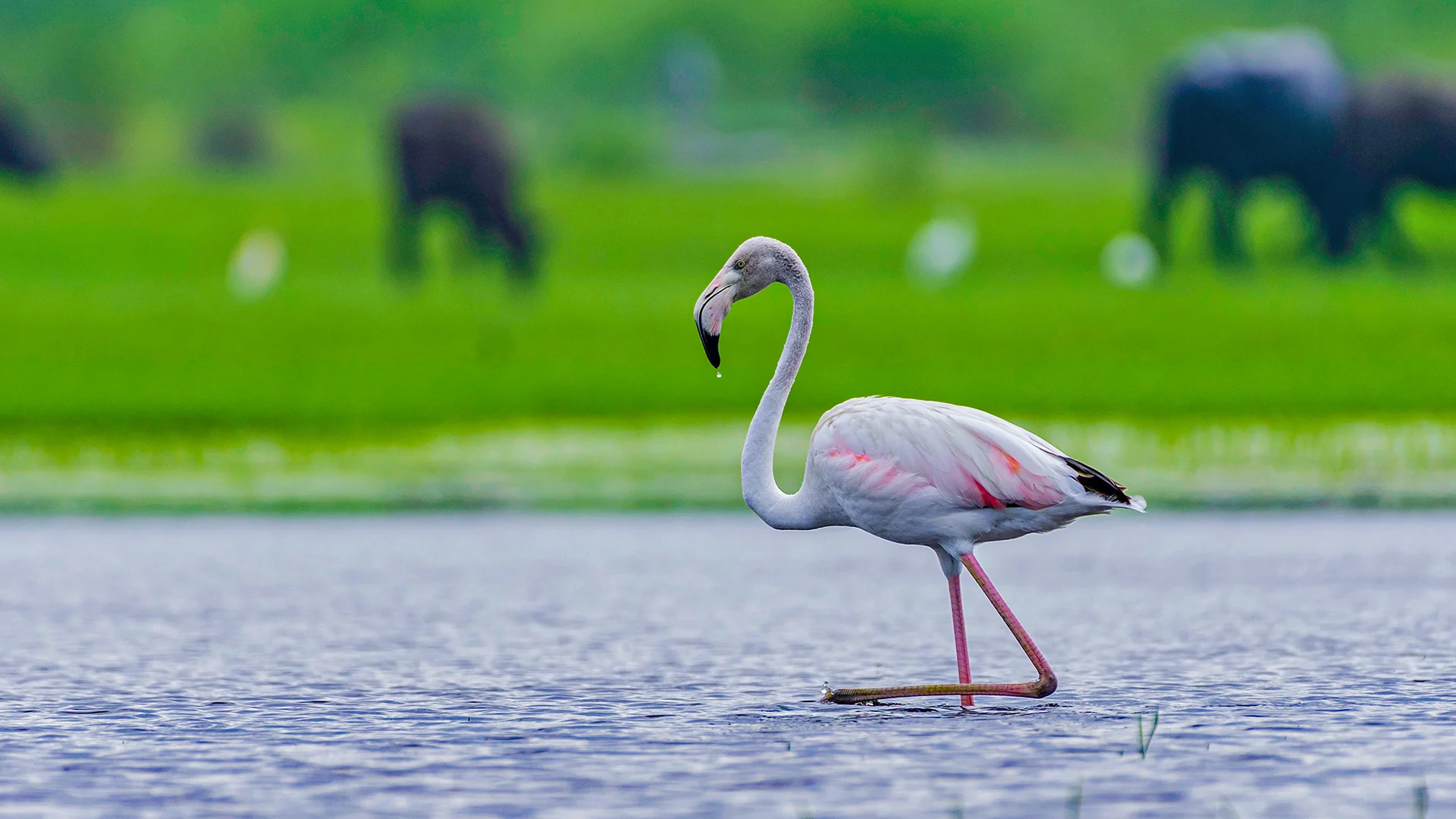 Dhanauri and Asan Wetlands