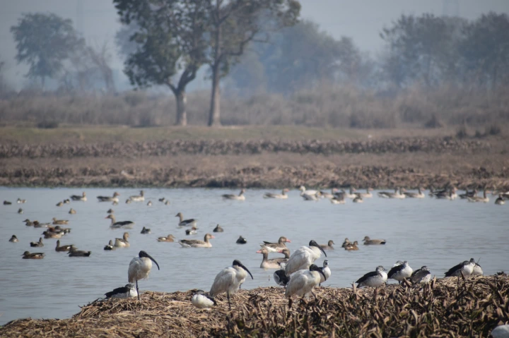 Dhanauri and Asan Wetlands