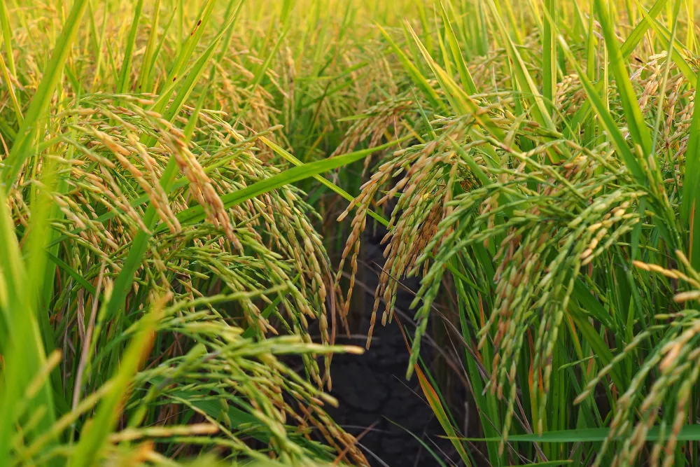 India Surpasses China in Rice
                                    Production (2024–2025)