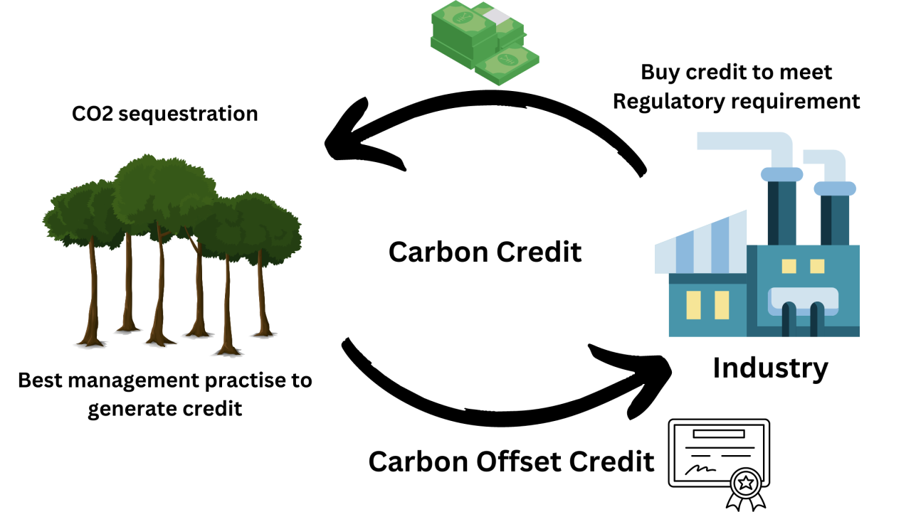 India’s Carbon Market & Carbon Sink 
