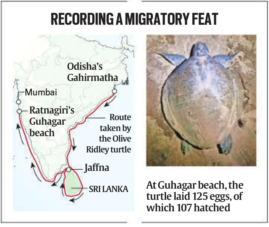 Olive Ridley Turtles: Marine Marvels of Arribada