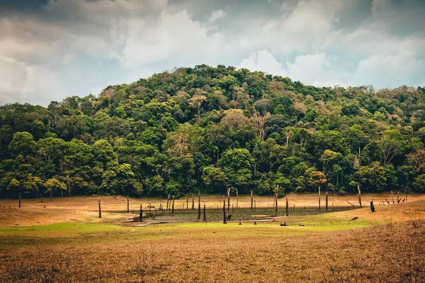   India State of Forest Report, 2023    