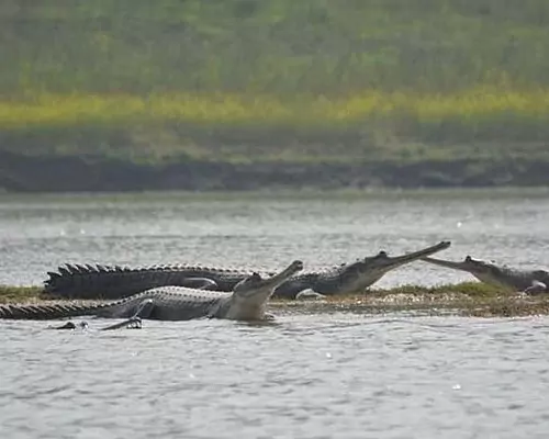 Keoladeo National Park -
                                    Smart Wetland Model