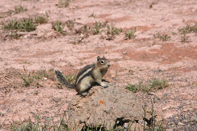 Marsupials in India