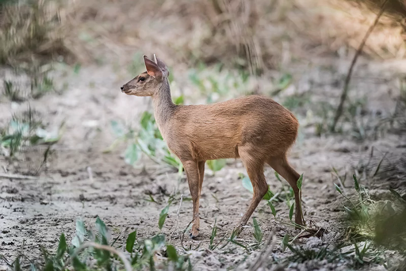  Marsupials in India 