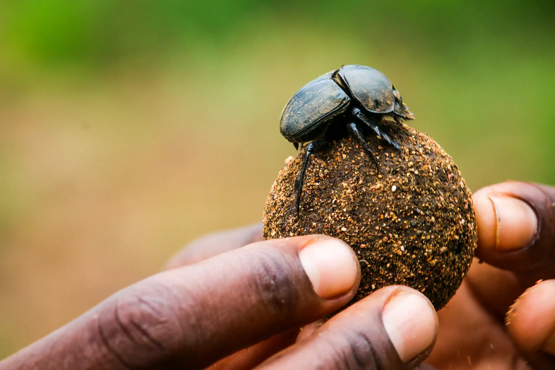  Dung Economics 