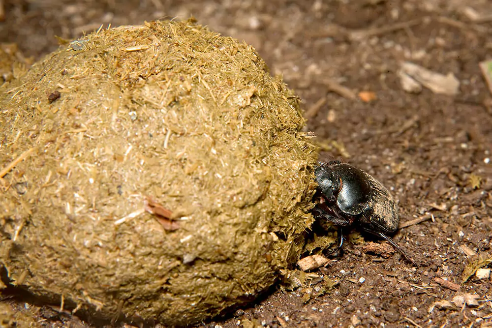 Dung Economics