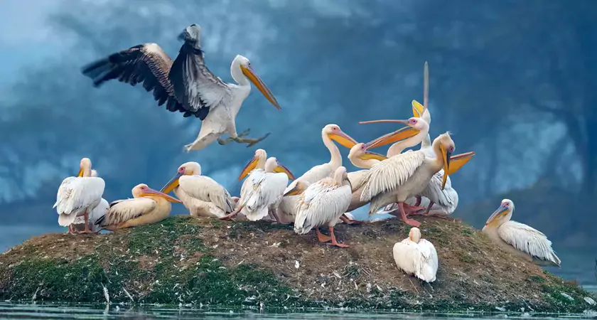 Keoladeo National Park - Smart Wetland Model