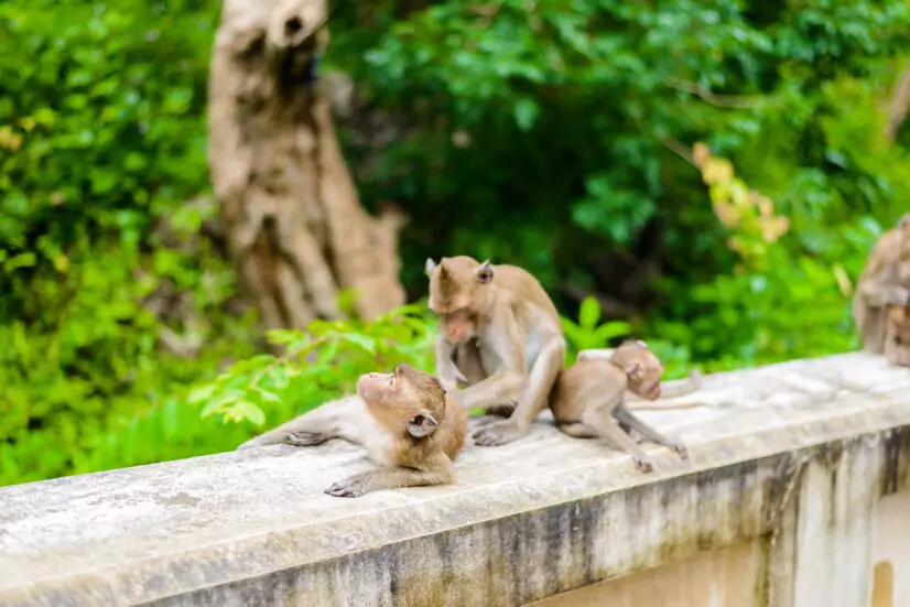 Monkey Politics