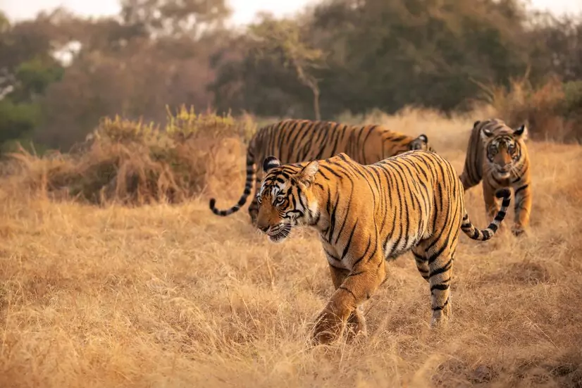  Tiger Reserves 